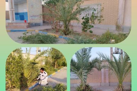 پاکسازی علفهای هرز و هرس کردن نخل های باغچه های مدرسه غدیرخم توسط واحد خدمات شهری شهرداری ابوحمیظه در راستای استقبال ازماه مهر و بازگشایی مدارس