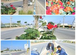 تهیه گل شمعدانی