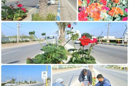 تهیه گل شمعدانی