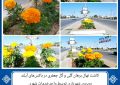 کاشت نهال برهان گلی و گل جعفری