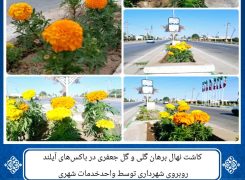کاشت نهال برهان گلی و گل جعفری