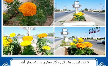کاشت نهال برهان گلی و گل جعفری